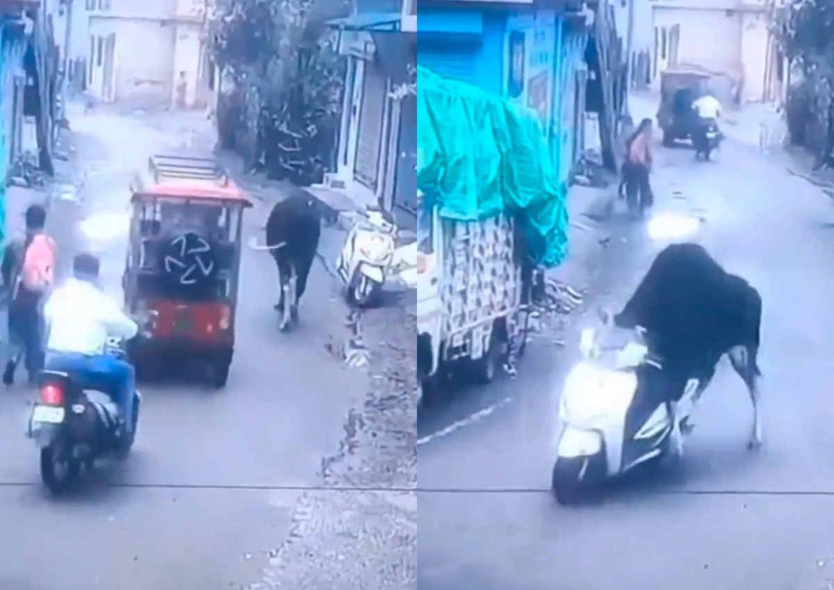 VIDEO| El viral del momento: “¿Cómo le explico a mi compañía de seguros que una vaca me robó la moto?”