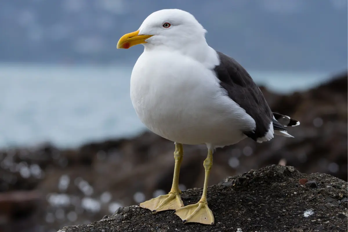 Decenas de gaviotas dominicanas mueren por residuos industriales mal gestionados en pesquera de Ancud denuncia SMA