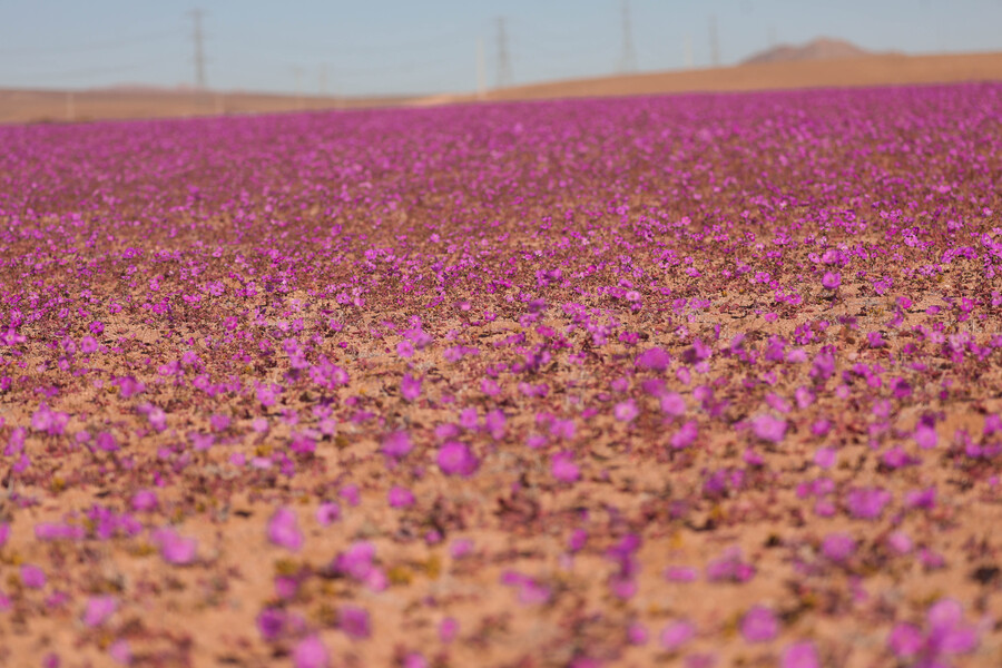 Tras floración de invierno en el desierto, academia expectante por segundo fenómeno en primavera