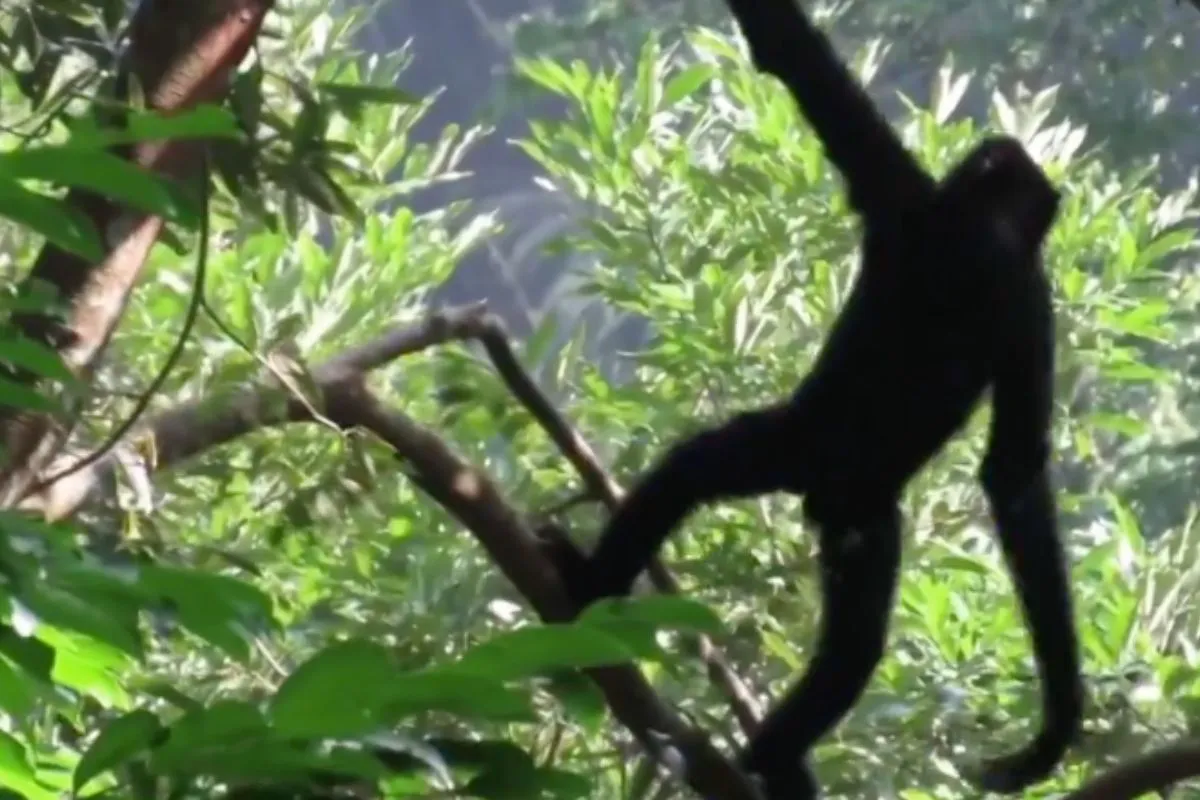 El gibón de Hainan siendo detectado por las cámaras.