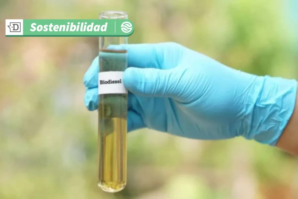 VIDEO| ¿Reciclas tu aceite de cocina?: El biodiésel evita la contaminación del agua y energiza el transporte