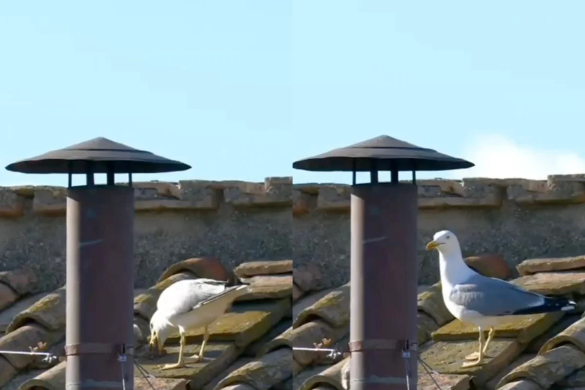 VIDEO| Gaviota 