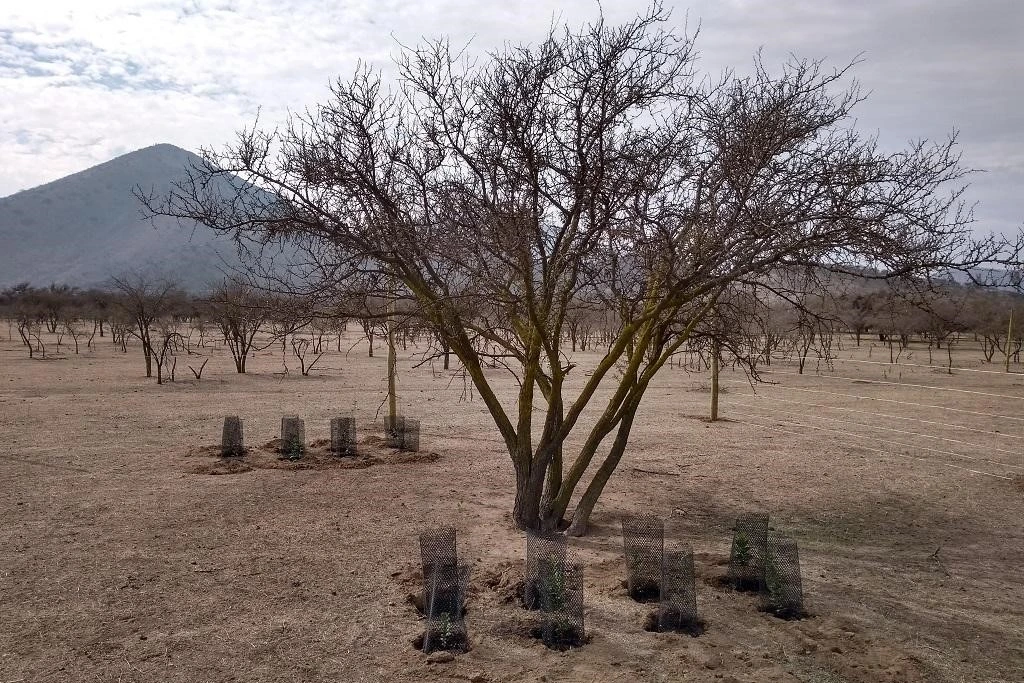 “Mamás luchonas” de la naturaleza: Plantas nodrizas cobijan a especies más débiles para revegetar el desierto en Chile
