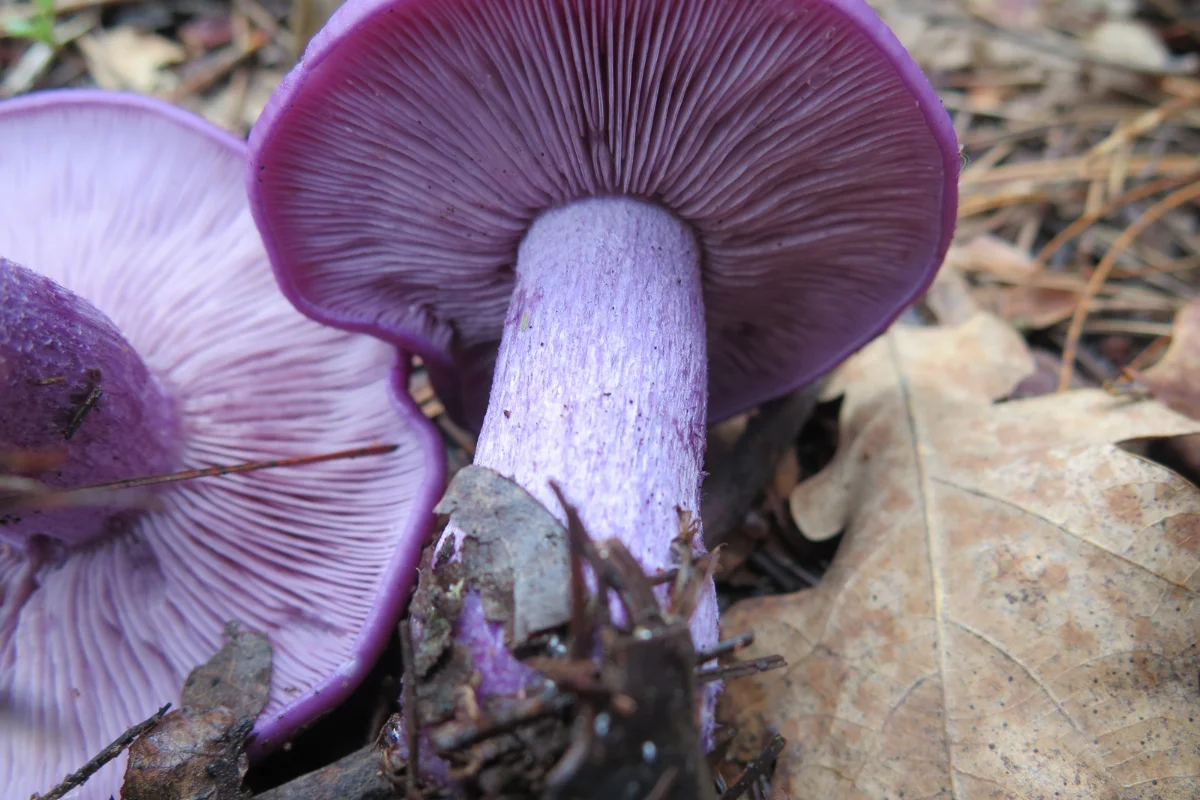 Preocupante aumento de intoxicación por hongos silvestres: Alertan por nueva especie que imita a otra comestible