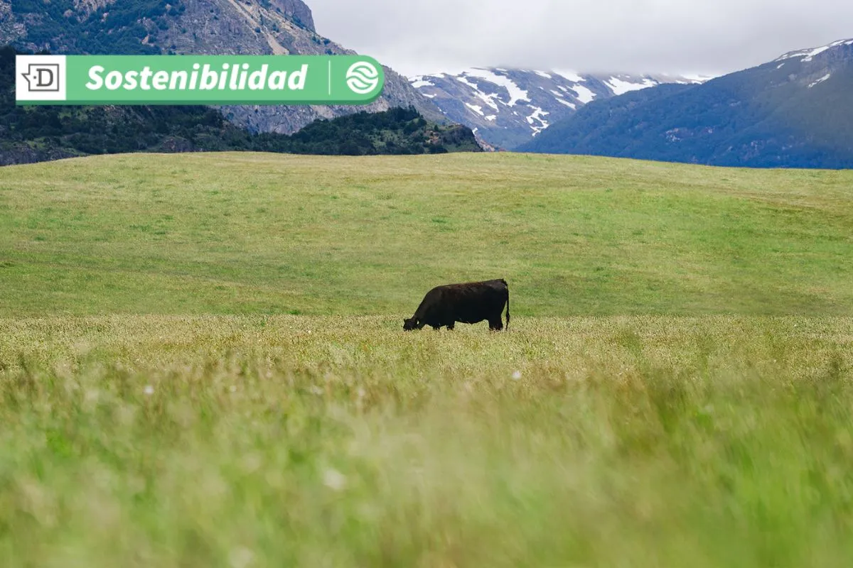 Animales criados en óptimas condiciones en la Patagonia permiten una producción de carne más responsable