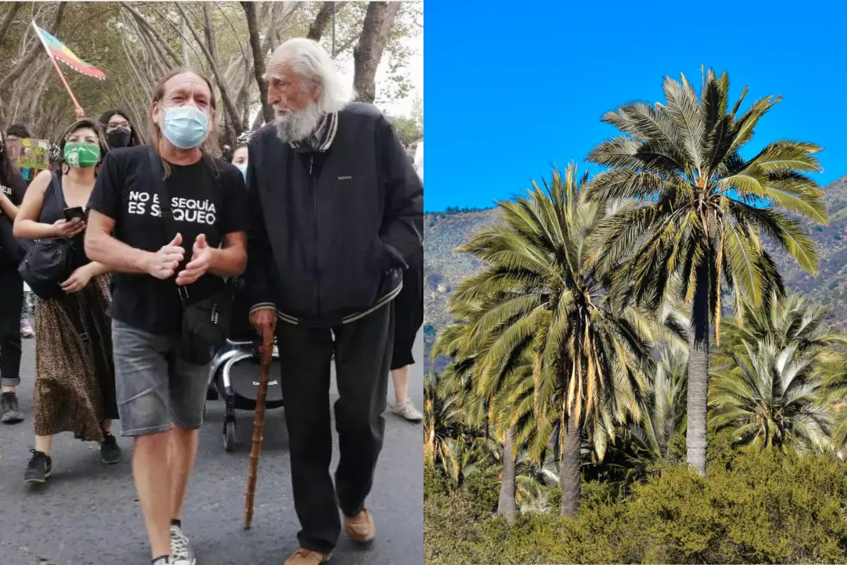 Gastón Soublette une a vecinos de Limache y gana juicio contra edificio en hogar clave de la palma chilena