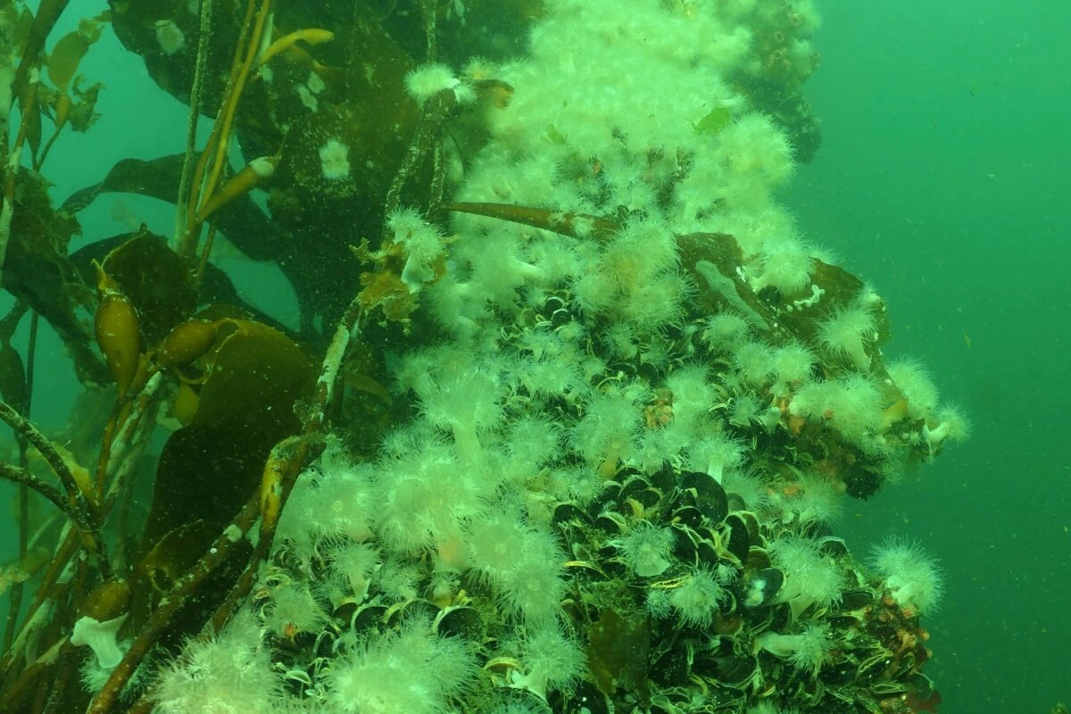 Las anémonas plumosas pueden desarrollarse en cualquier superficie flotante.