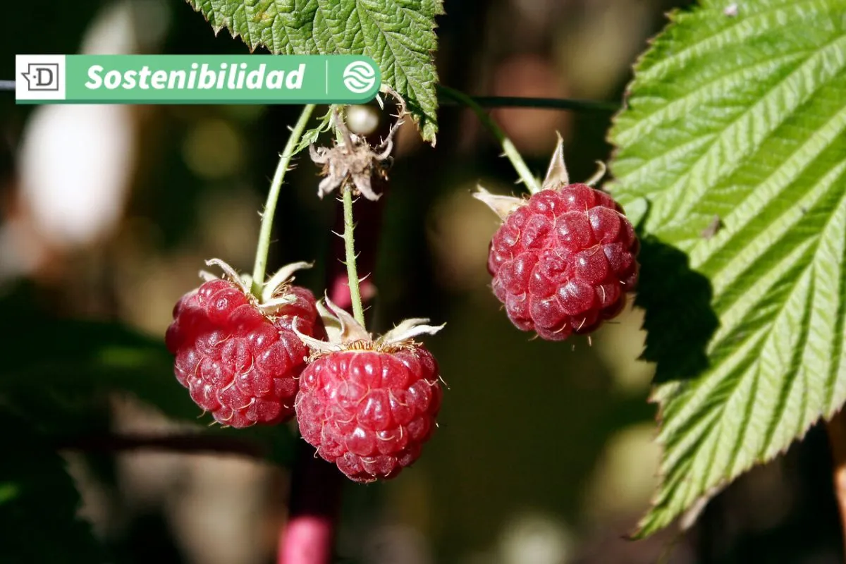 ¿Cambiarán para siempre las frambuesas?: Advierten que aumento de temperatura podría disminuir la vitamina C