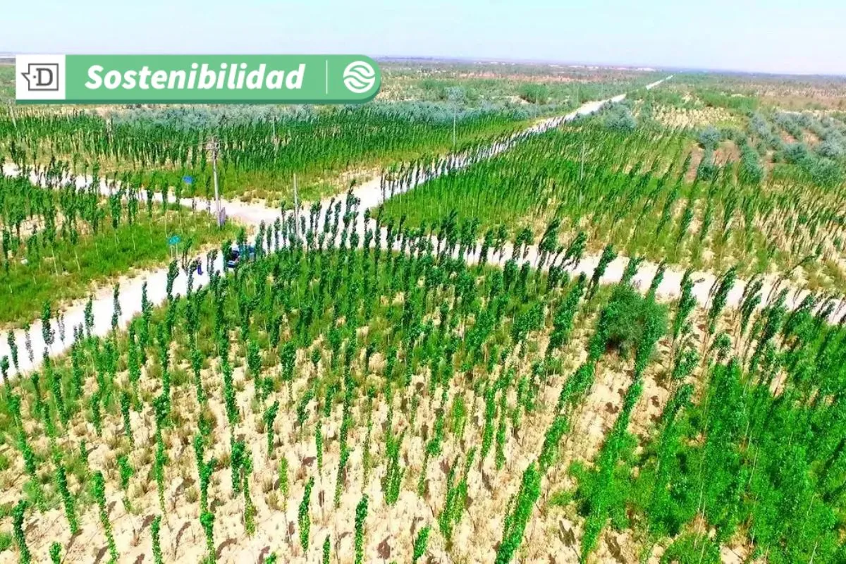 VIDEO| ¿Adiós a la desertificación?: China utiliza 8.000 robots para sembrar vegetación masiva y en tiempo récord