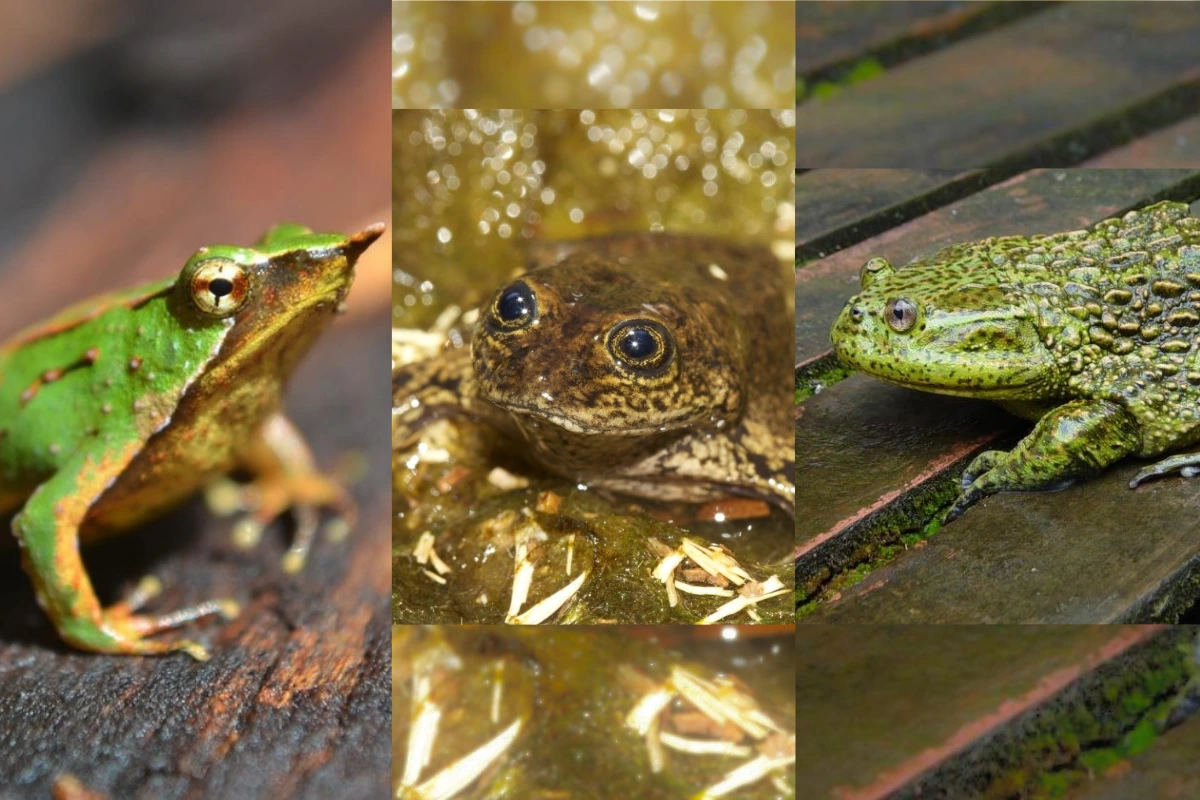 Sobrevivieron incendios, hongos mortales y sequías: Las ranas del Loa, de Darwin y Gigante que se resisten a desaparecer