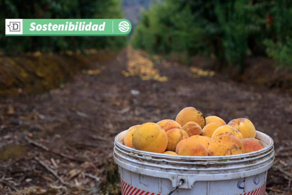 Innovación alimentaria: La etiqueta compostable que llega a la final de importante certamen de Reino Unido