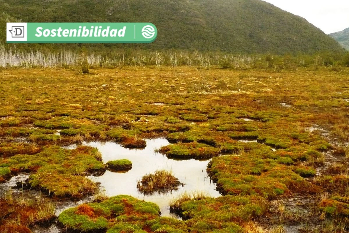 VIDEO| La regeneración de turberas ayuda a contener la liberación de grandes cantidades de carbono a la atmósfera