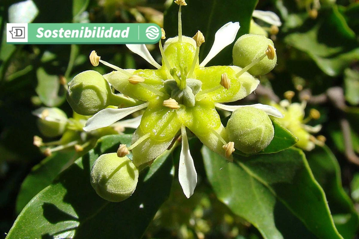 Empresa chilena es líder mundial en extracto de Quillaja: Clave para industrias de alimentos, farmacéutica y cosmética