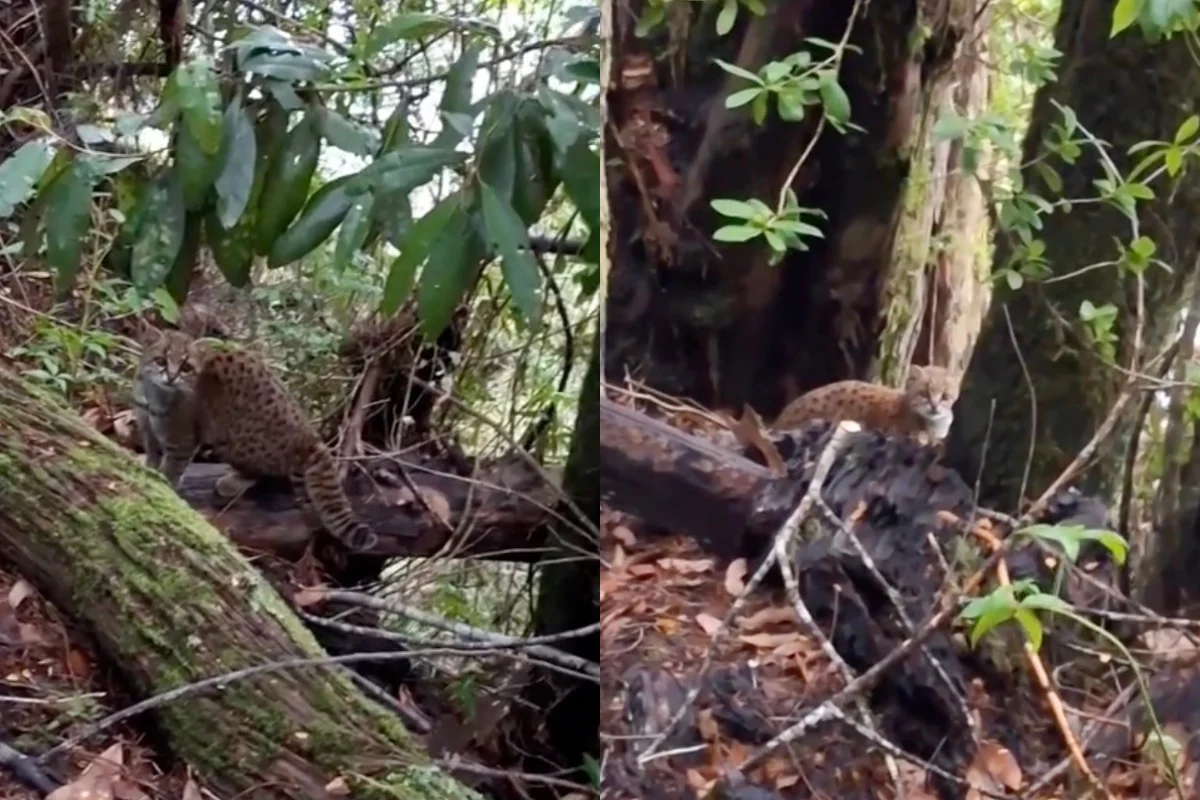 VIDEO| Tierno registro de cachorro de Gato Güiña en Reserva de Huilo Huilo: 
