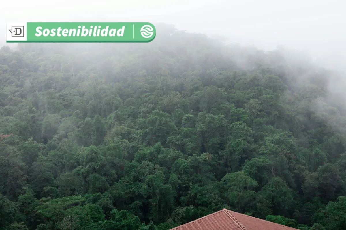 Loteos ecológicos: la fórmula para proteger los bosques nativos y mitigar riesgos por deforestación y cambio climático