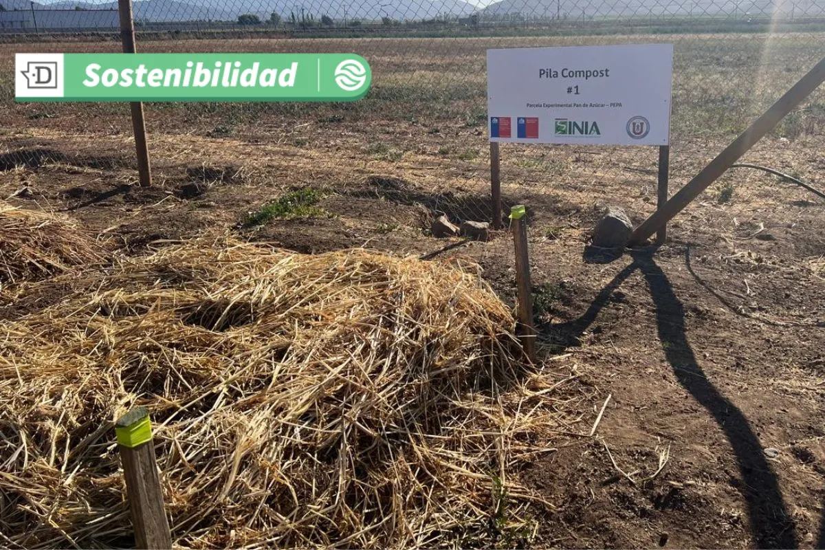 De residuos salmoneros a fertilizante: Científicos crean una solución nutritiva económica para la agricultura familiar
