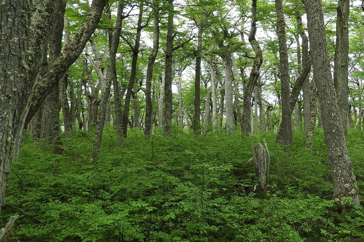 VIDEO| Lenga: El árbol nativo con potencial de uso sustentable en el sur de Chile está amenazado por plagas de castores