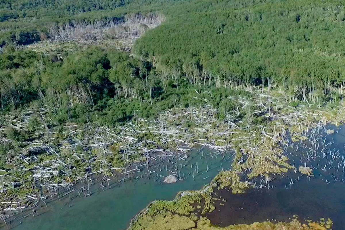 VIDEO| Lenga: El árbol nativo con potencial de uso sustentable en el sur de Chile está amenazado por plagas de castores