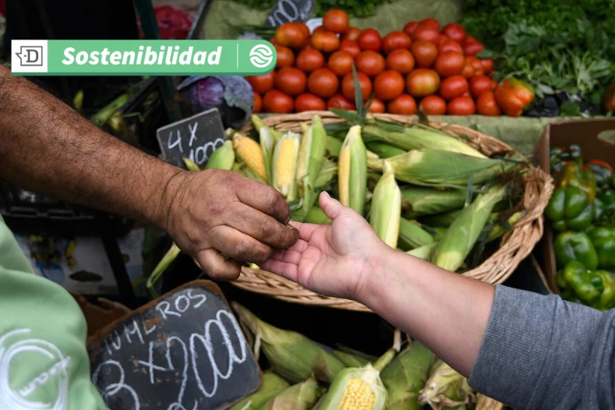 De pagar $600 mil pesos a solo 300: La primera feria libre chilena que se alimenta de energía solar es de Viña del Mar