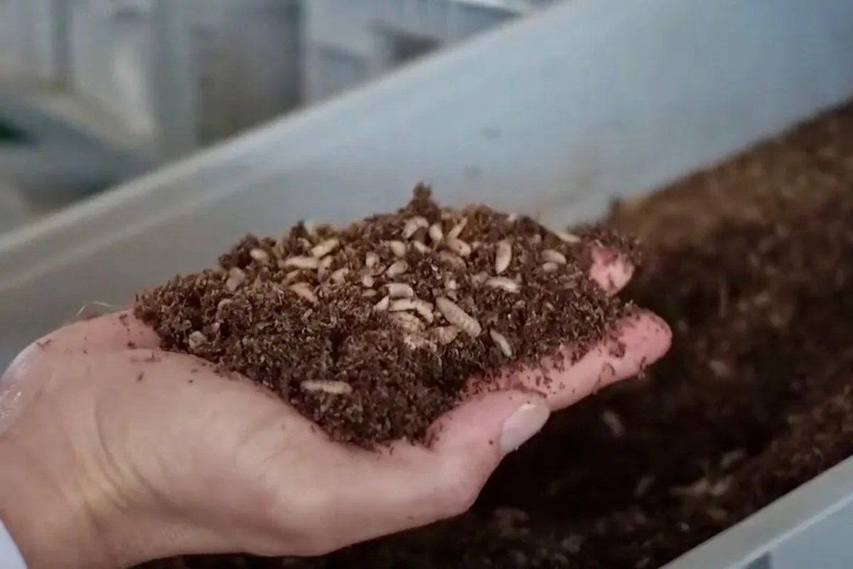 Larvas en proceso de ser convertidas en harina con alto valor nutricional.