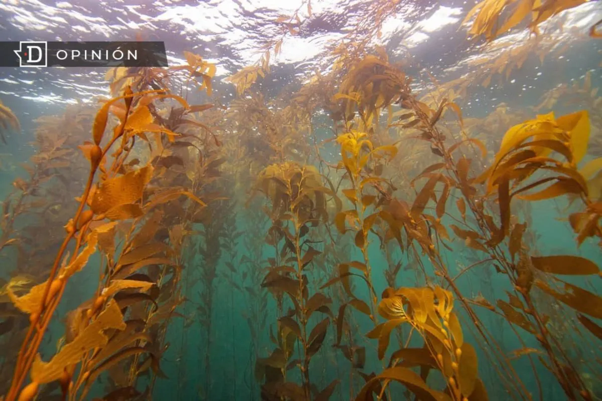 Refugio Kelp: El océano como patrimonio, los bosques submarinos como legado vivo
