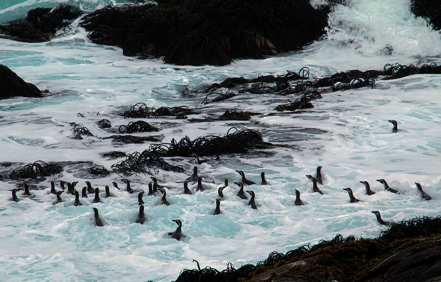 Desmienten caída apocalíptica de pingüinos de Humboldt: Sería suceso normal en año de El Niño