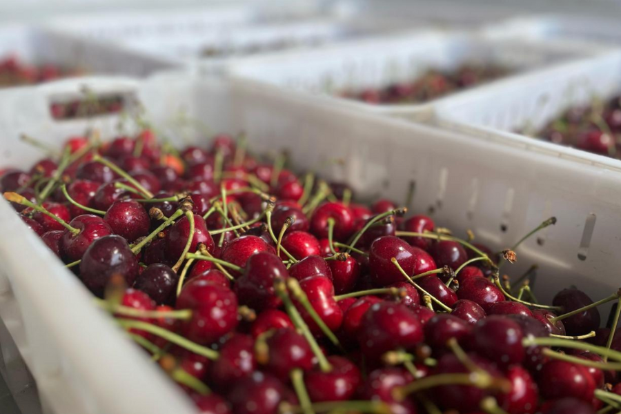 Exportaciones de cerezas y ciruelas registran cifras históricas: Kiwis y uvas no se quedan atrás