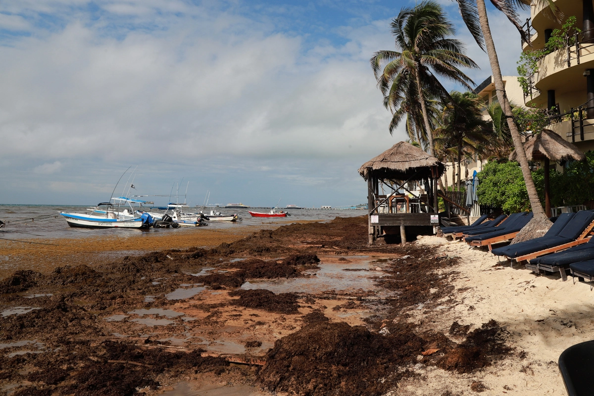 Mar Caribe reacciona a la contaminación: Toneladas de sargazo cubren las aguas, matando corales y ahuyentando turistas