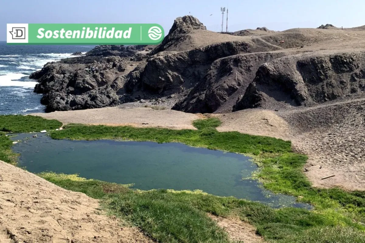 Protección de humedales urbanos en Antofagasta: Nueva ordenanza municipal refuerza protección de ecosistemas