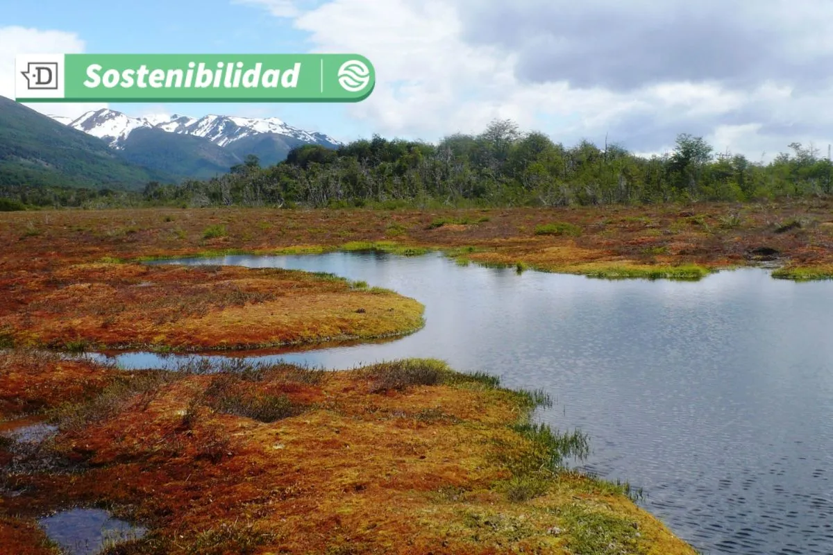 Sistema con doble función: Nueva iniciativa de la U. de Chile protege turberas y planifica hidrógeno verde en Magallanes