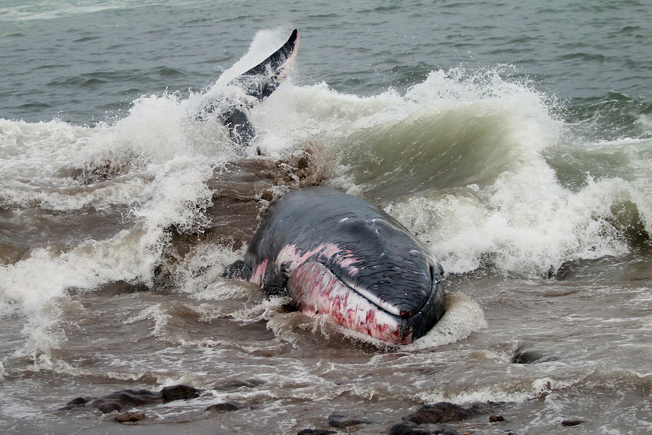 Ballenas, termoeléctricas y salmoneras empañan postulación de Chile para ser la meca de la conservación de océanos