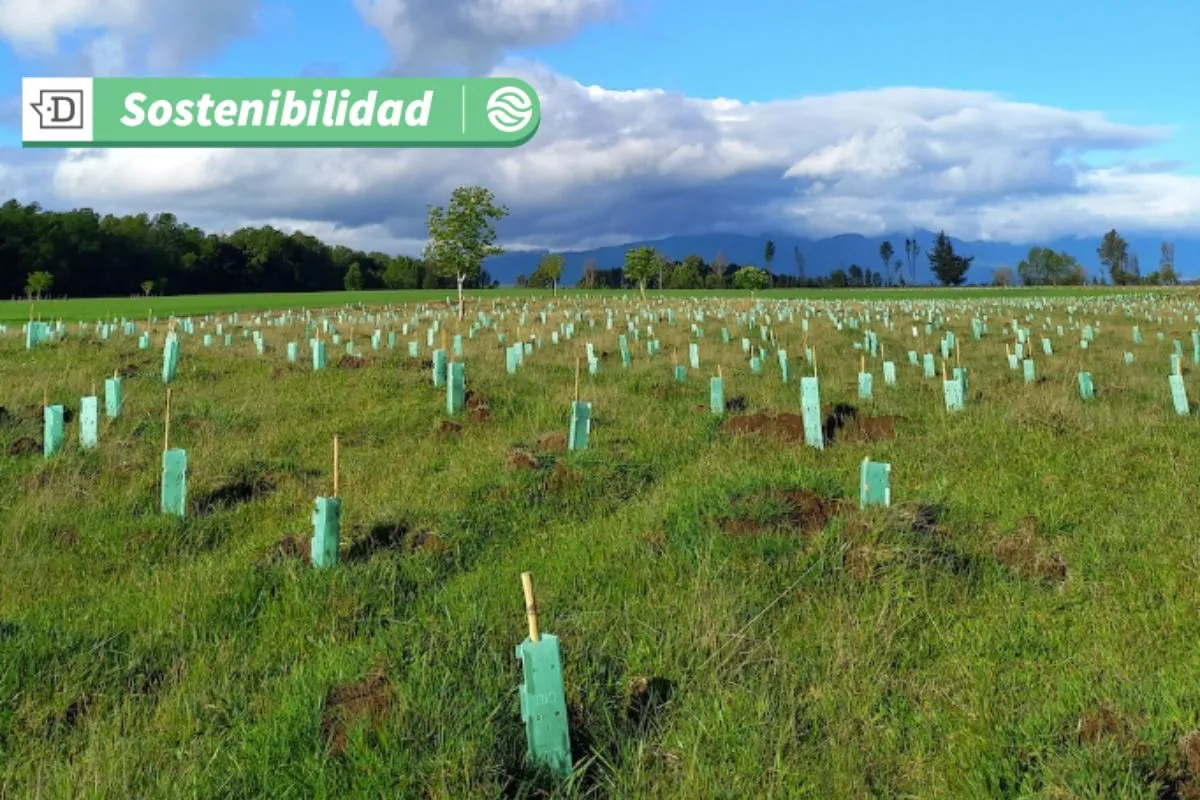 Reforestación colaborativa logra su objetivo: 60.000 árboles nativos fueron plantados en Chile durante tres años