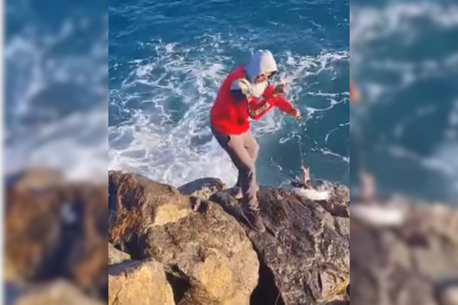 VIDEO| Atrapan a pingüino con hilo de pesca en Antofagasta: Varamientos siguen al alza