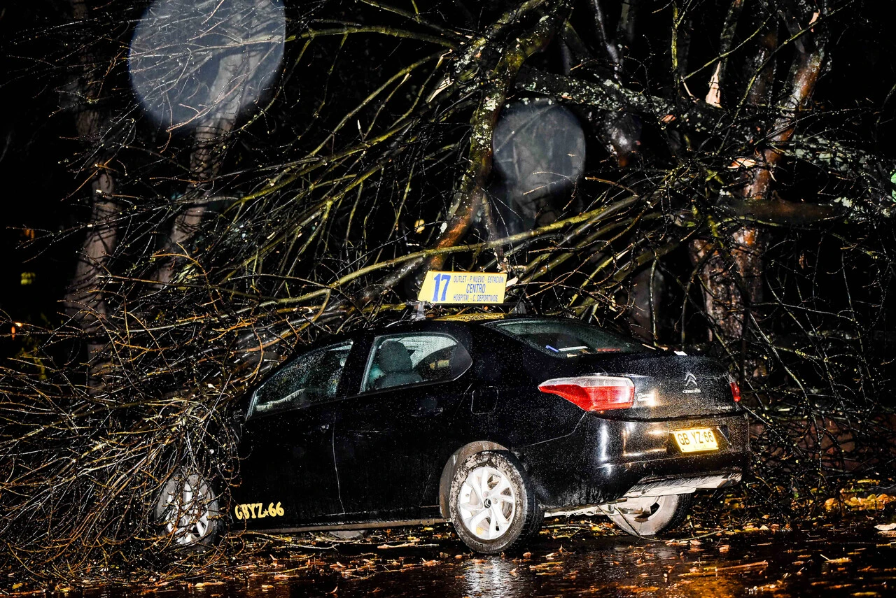 Evitar podas agresivas, reconocer troncos dañados y sujetar con cuerdas: Tips contra caídas de árboles durante el temporal