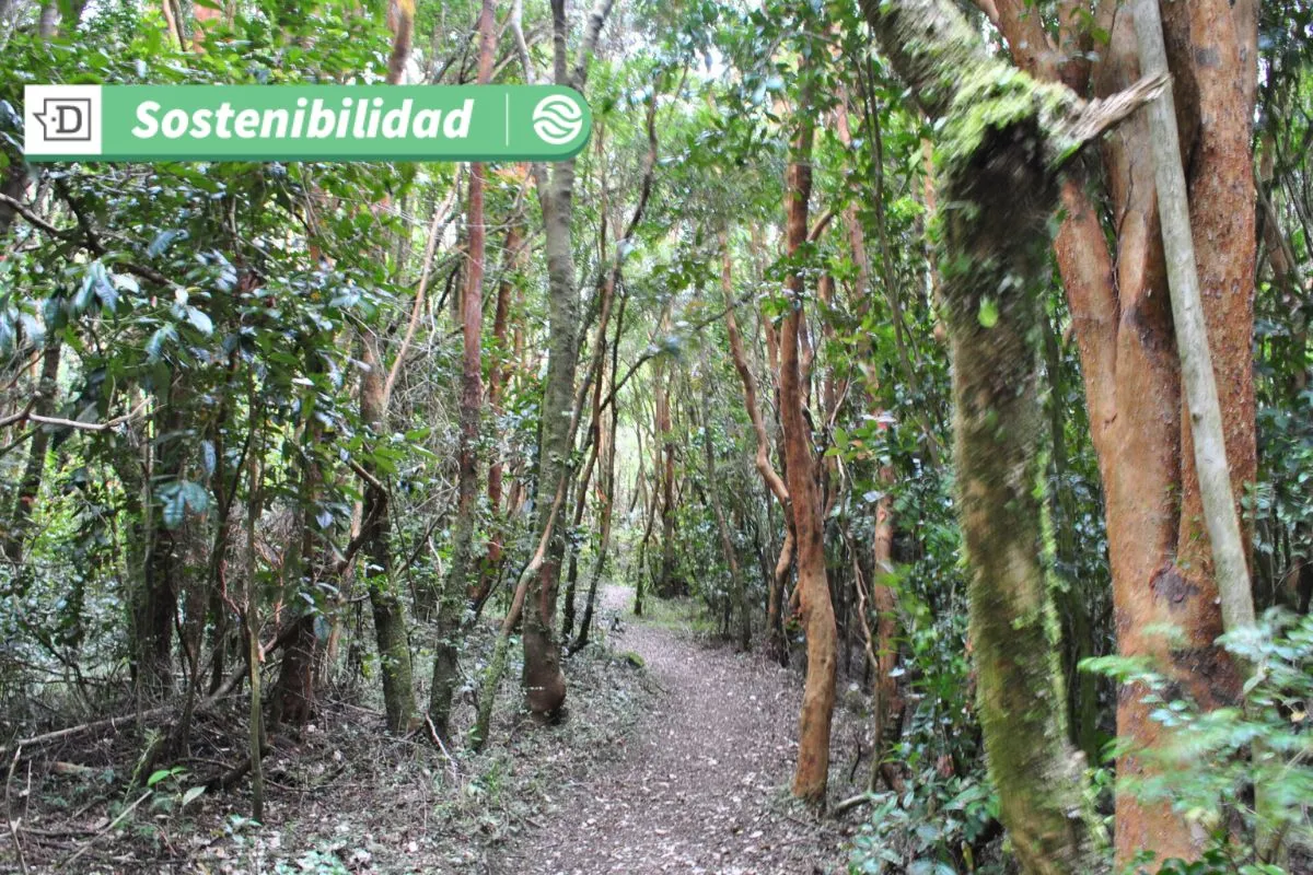 Festival Pala en Mano: Chiloé busca reforestar el bosque nativo y aumentar almacenamiento de carbono en ecosistema único