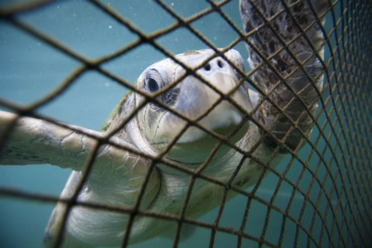 Día de las Tortugas Marinas: Cómo el cambio climático y la contaminación está acabando con 5 especies en Chile