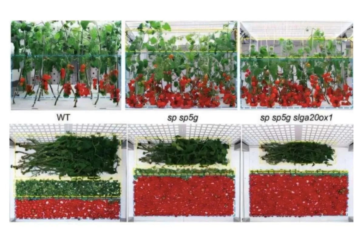 La producción de tomates bajo este método demuestra un alto rendimiento.