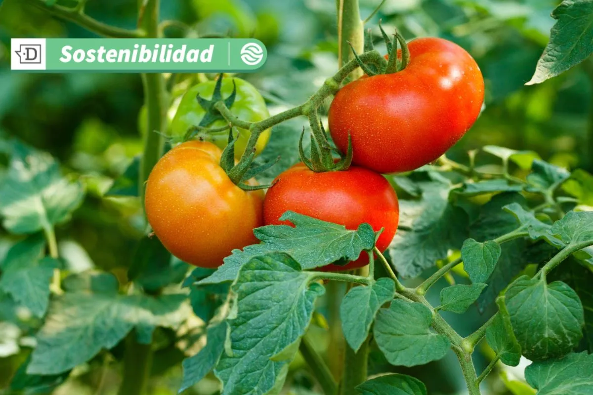 Biotecnología y seguridad alimentaria: Tomate editado genéticamente reduce en un 85% el espacio en cultivos verticales