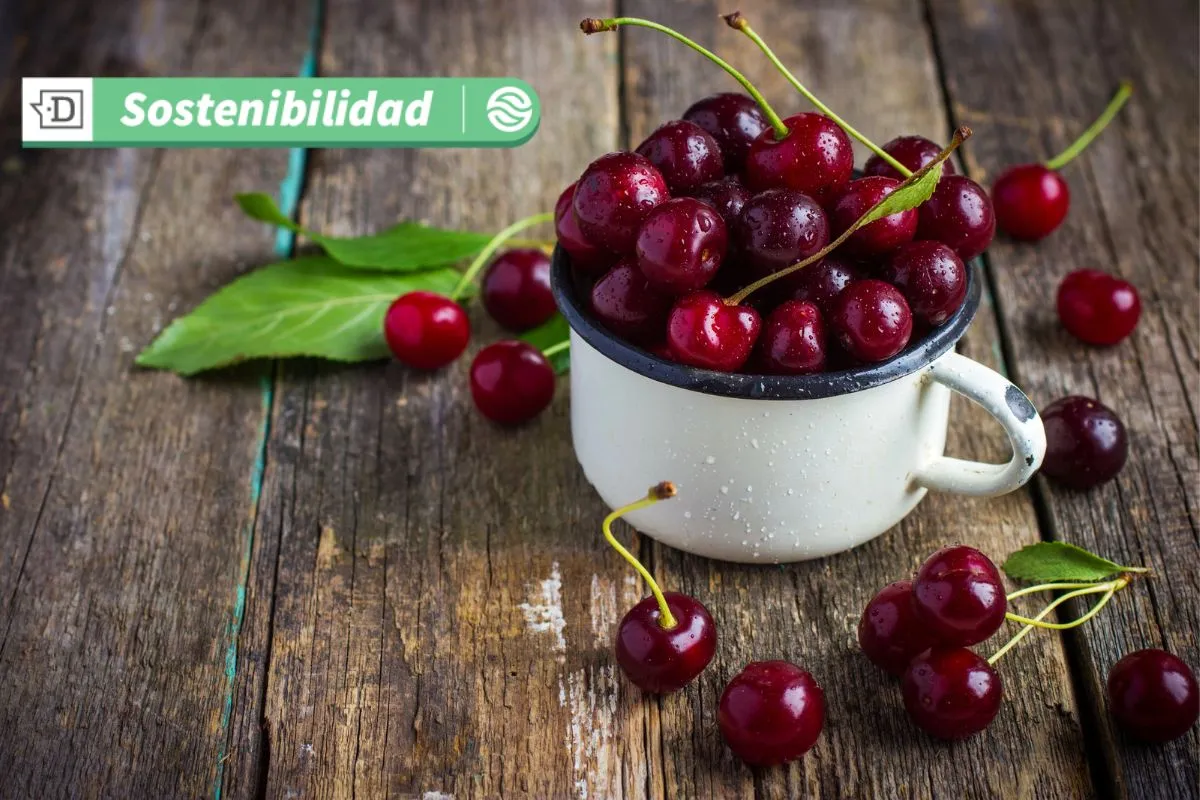 Producto estrella de exportación: Cerezas de la región de O’Higgins se consolidan en términos de producción sustentable
