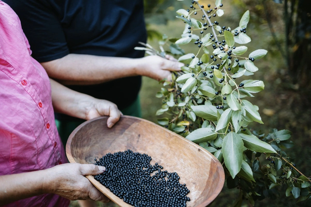 Bosques comestibles: La tendencia que crece en ciudades de Chile para buscar la soberanía alimentaria con especies nativas