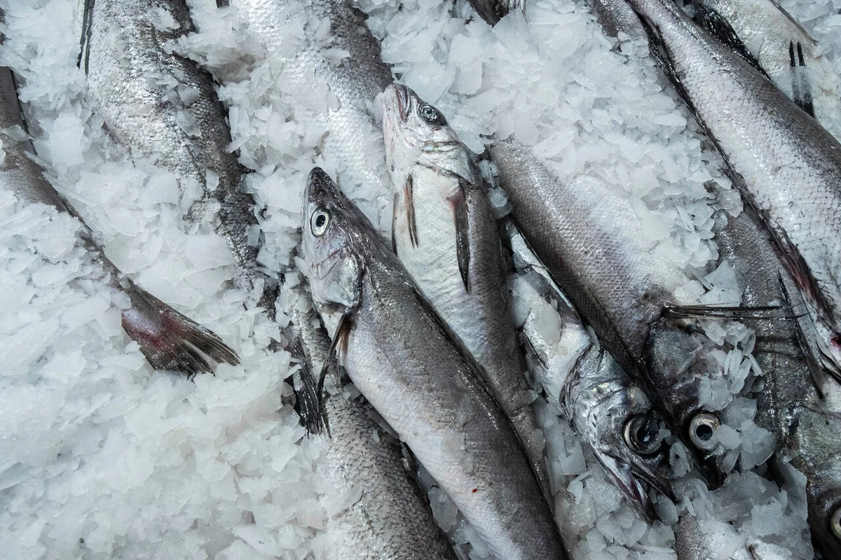 Mujeres de la pesca artesanal aseguran que la merluza común quedó desprotegida de la ley de fraccionamiento