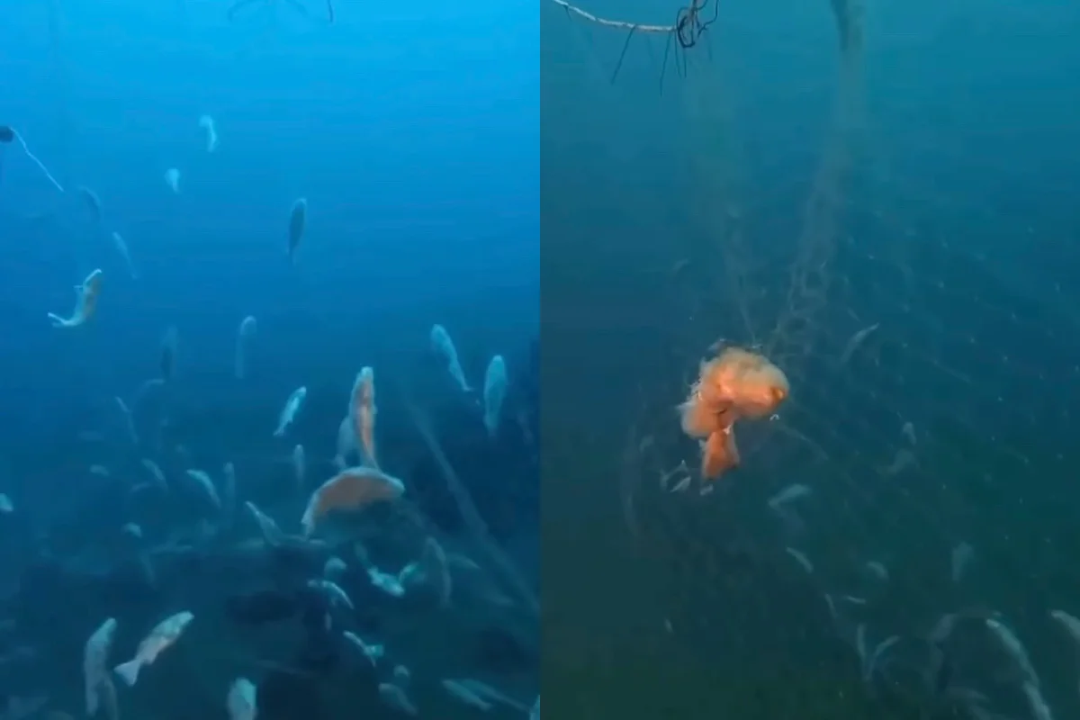 Más de 300 peces estarían atrapados en 