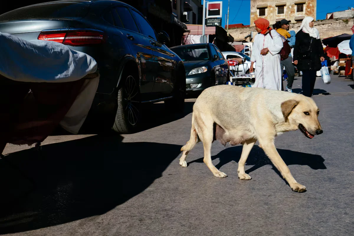 Veneno y disparos: Marruecos asesinaría a perros callejeros de zonas candidatas a sede del Mundial 2030