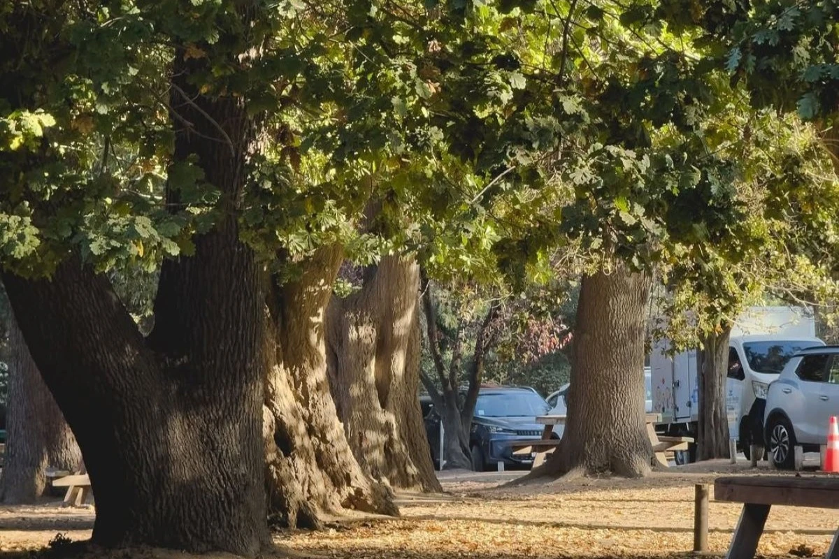 Tras megaincendio, plantan mil árboles nativos en el Jardín Botánico de Viña del Mar