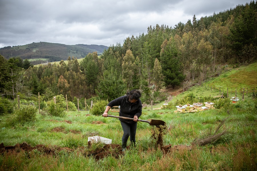 Con técnica de Conaf campesinos plantan árboles para que vuelva el agua y salvarse de sequía