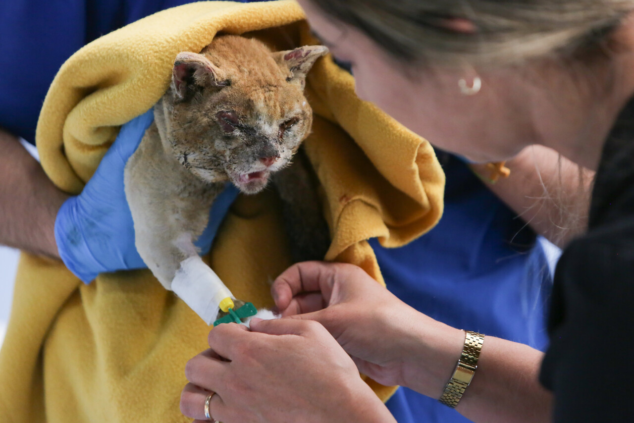 No solo las 137 vidas humanas perdidas: Suman querella por muertes de animales en mega incendio de Viña en 2024