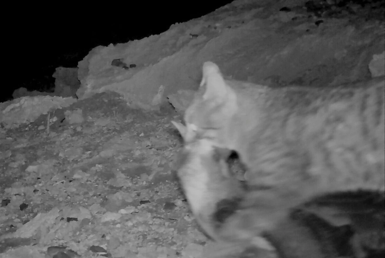 Gato doméstico de Juan Fernández se comió un ave en extinción y levanta alertas del SAG por tenencia irresponsable