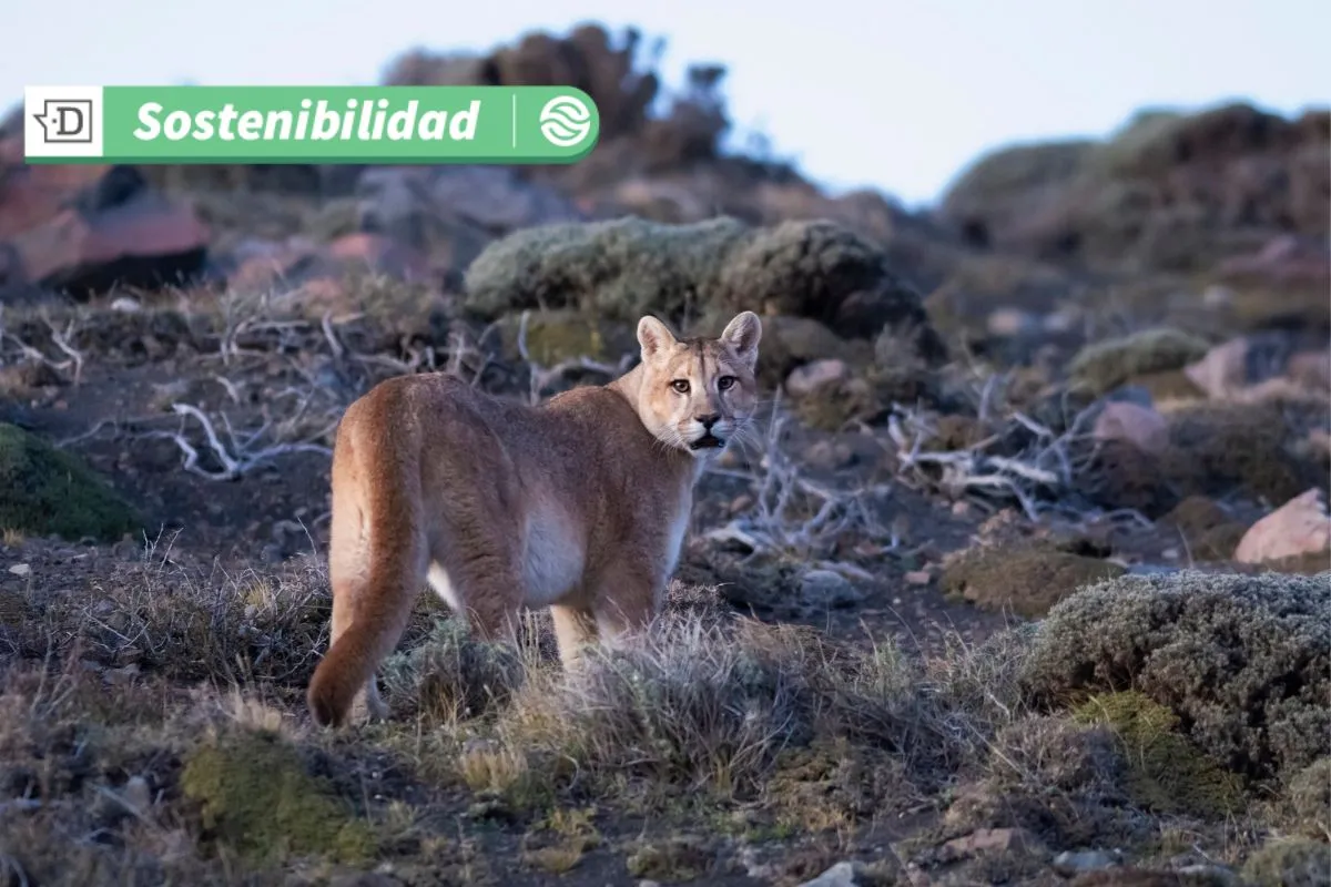 Sin emisiones y restaurando la biodiversidad: Presentan proyecto que acelerará el desarrollo sostenible en Chile