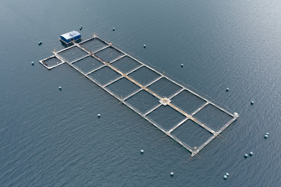 Patagones recurren a embajadas de Japón y EEUU por salmonera que dañó reserva marina