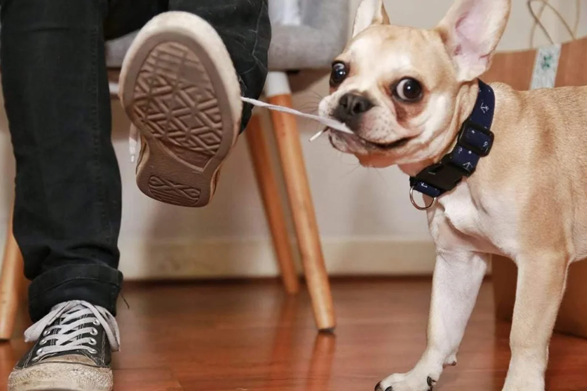 Los 6 síntomas que alertan que tu mascota tiene una obstrucción intestinal por ingerir un objeto extraño